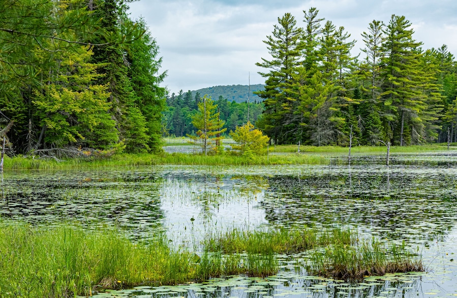 A pond surrounded by dense forest and a hill in the background.