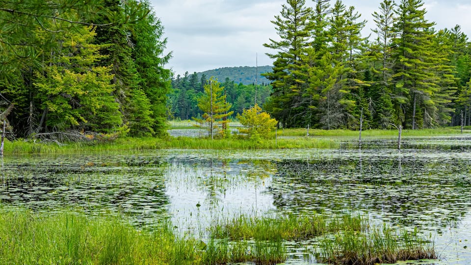 A pond surrounded by dense forest and a hill in the background.