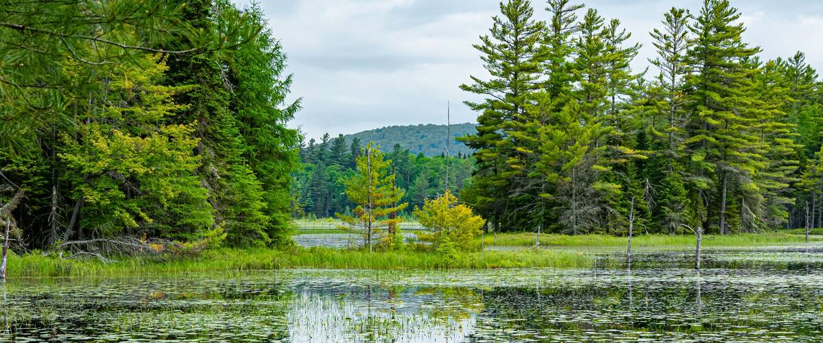 A pond surrounded by dense forest and a hill in the background.