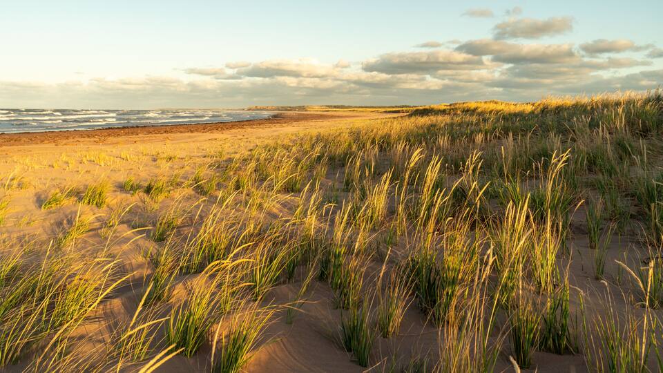 A beach with sand dunes and grass.