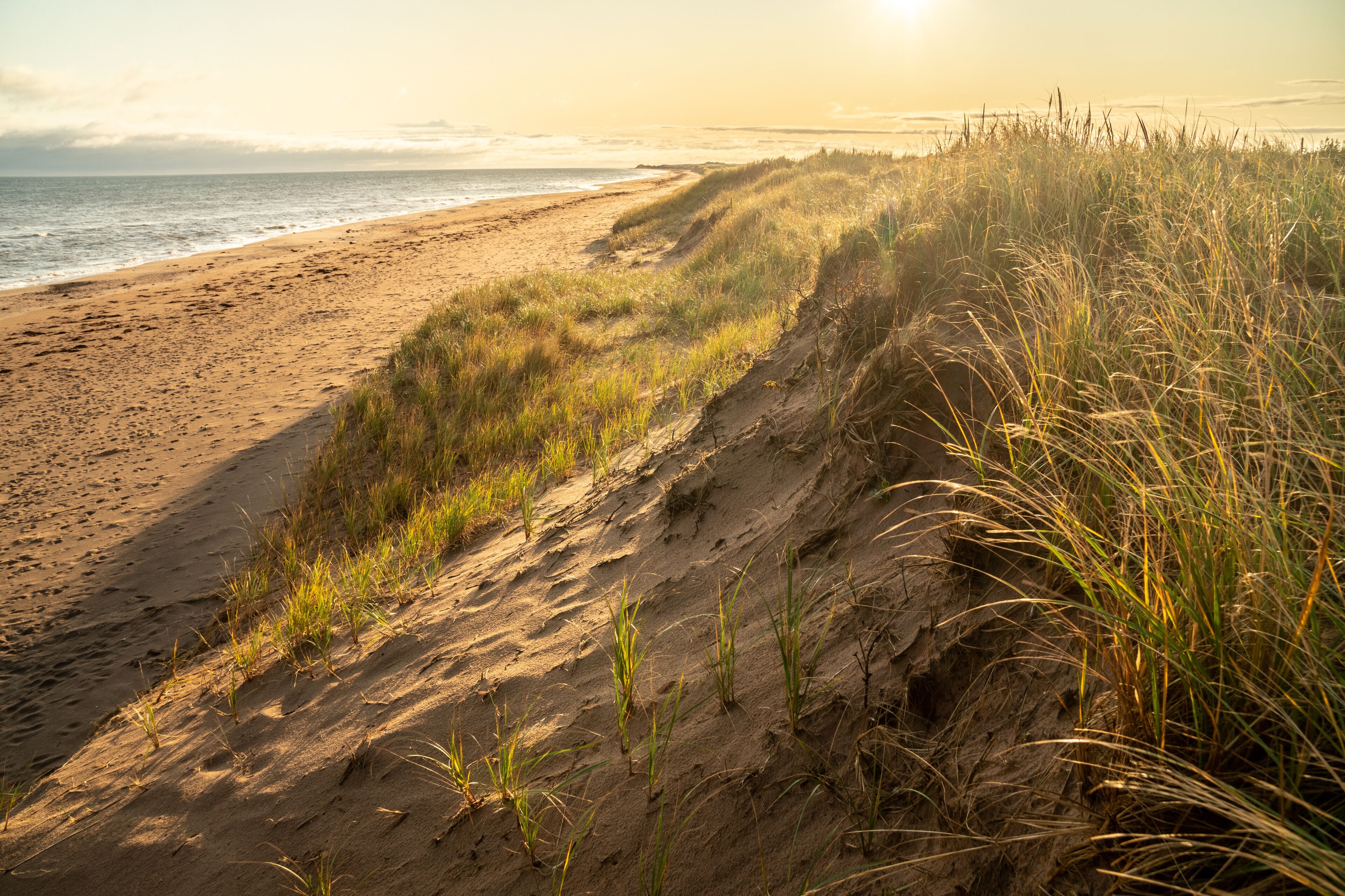 Blades of grass growing on a sand dune by the ocean. There are clumps of seaweed in the shore, surf in the ocean and low clouds hanging in the sky.