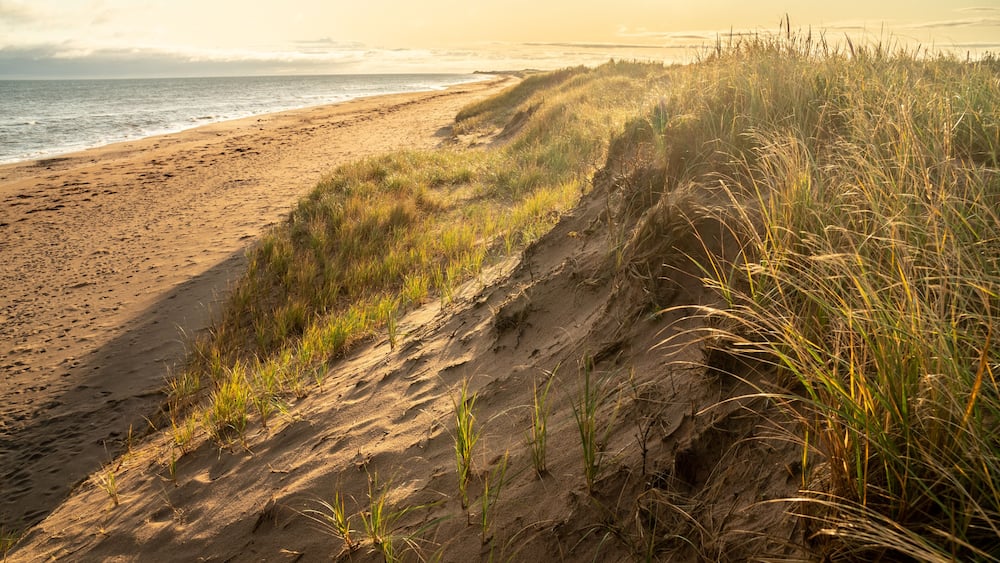 A beach with sand dunes and grass.