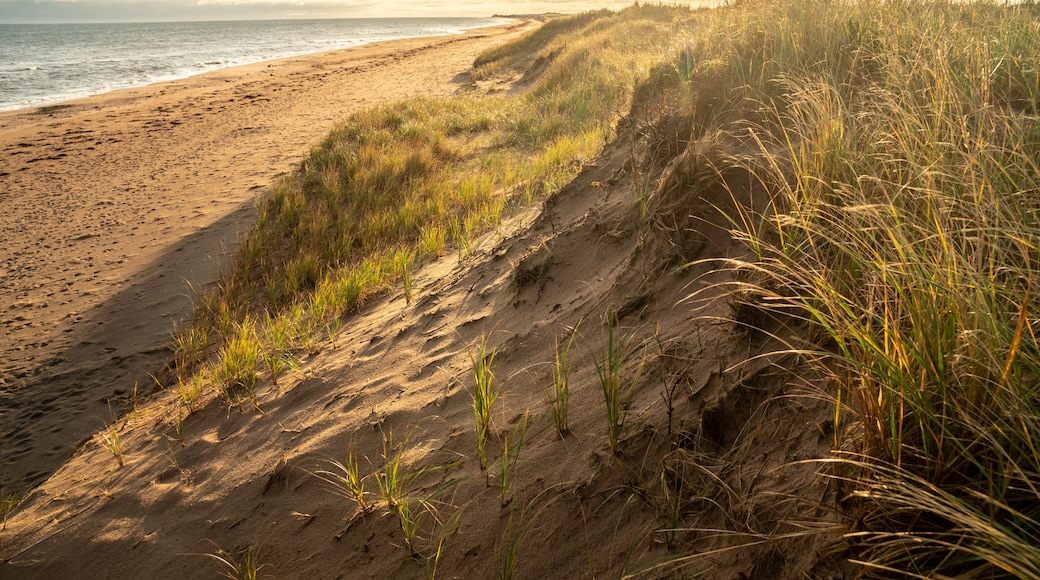 Blades of grass growing on a sand dune by the ocean. There are clumps of seaweed in the shore, surf in the ocean and low clouds hanging in the sky.