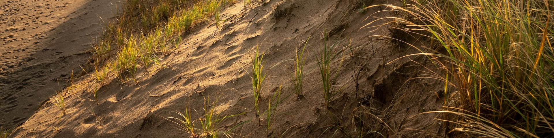 A beach with sand dunes and grass.