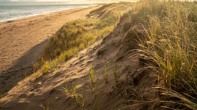 Uma praia com dunas de areia e grama.