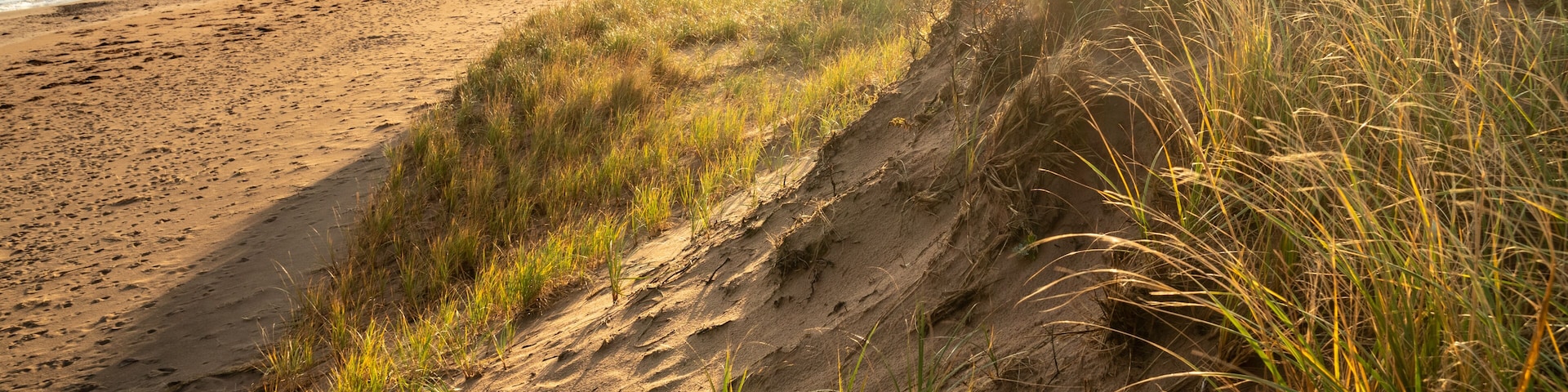 Una playa con dunas de arena y pasto.