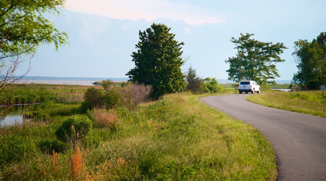 Réserve naturelle Blackwater National Wildlife Refuge