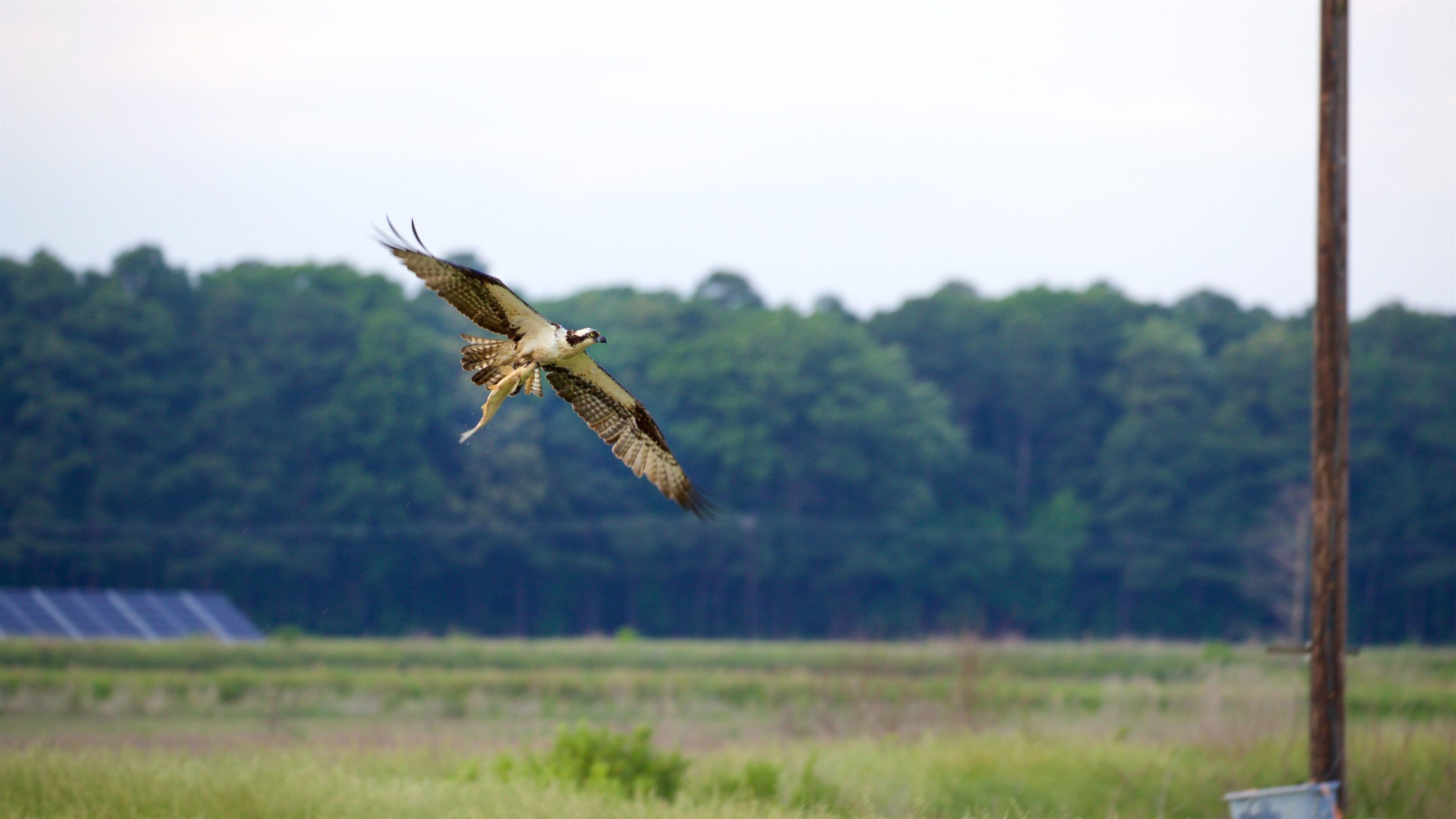 Blackwater National Wildlife Refuge
