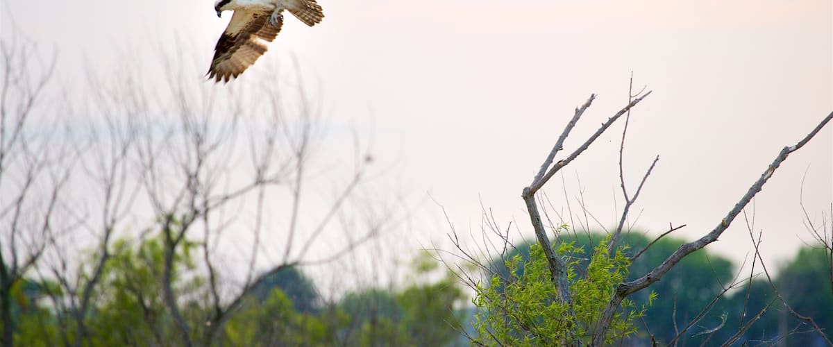 Blackwater National Wildlife Refuge