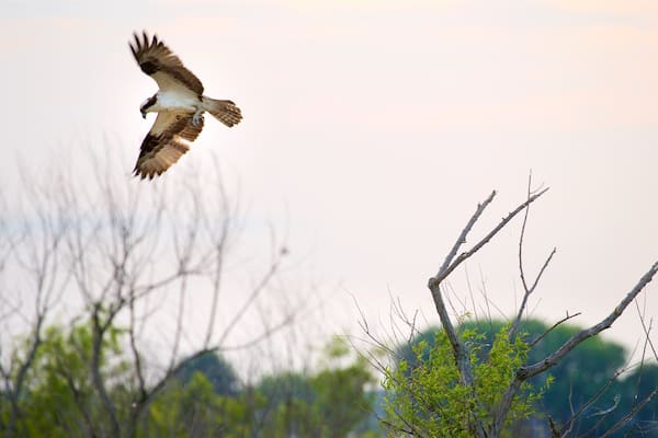 Blackwater National Wildlife Refuge