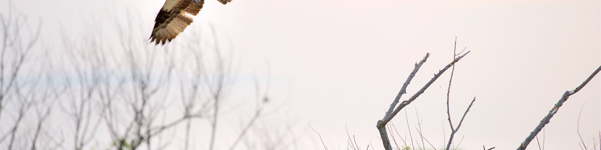 Blackwater National Wildlife Refuge