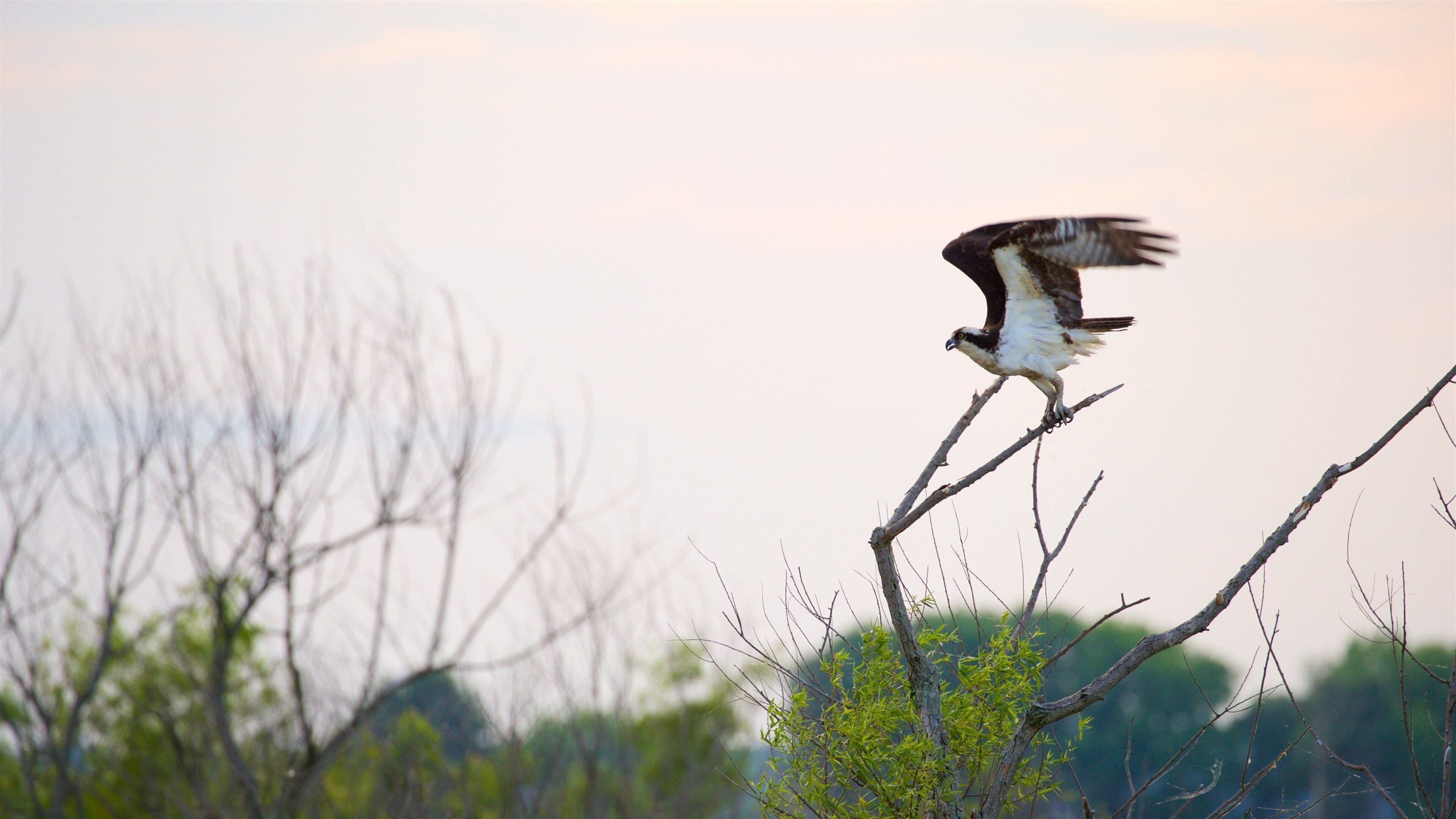 Réserve naturelle Blackwater National Wildlife Refuge