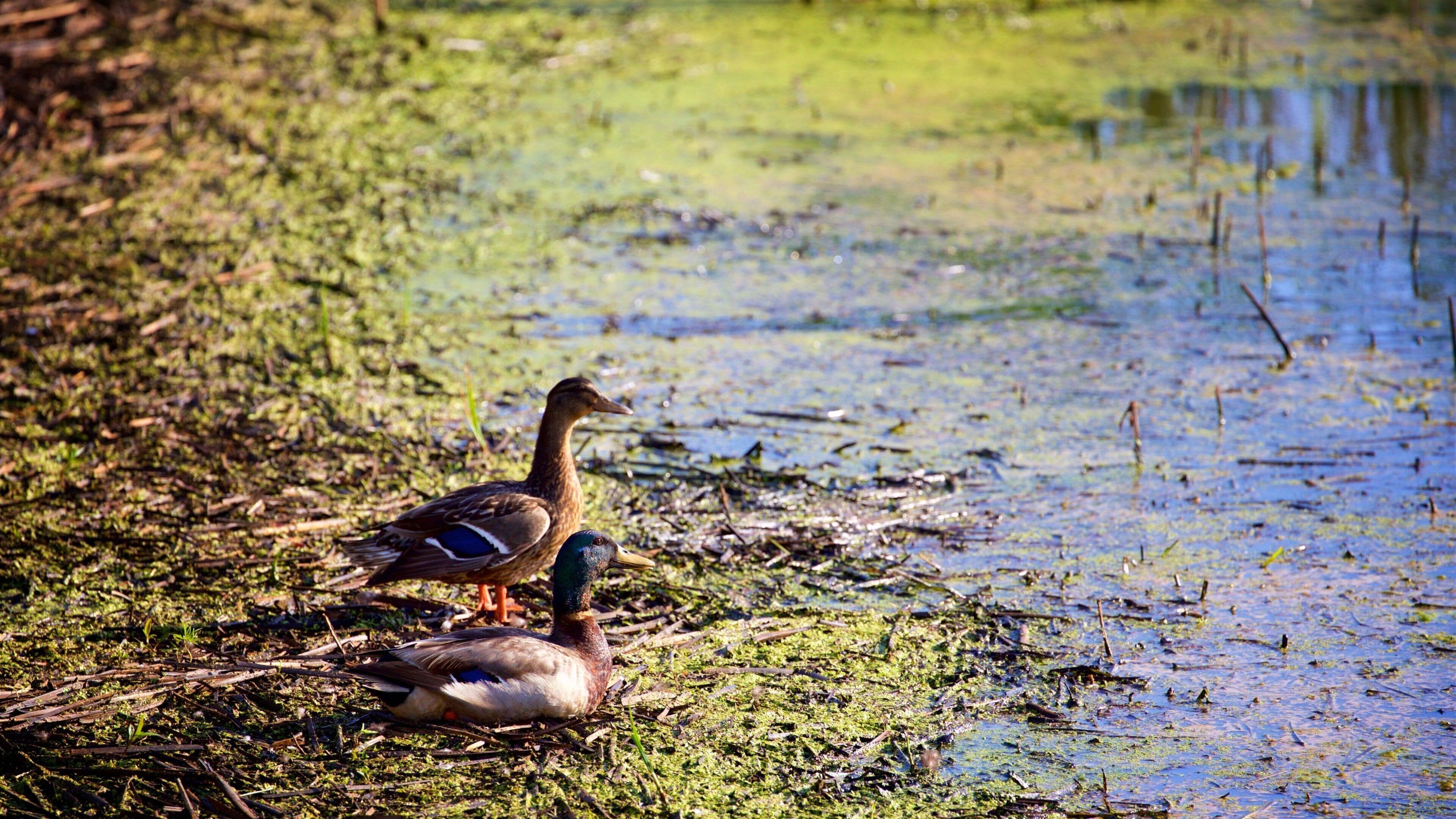 Blackwater National Wildlife Refuge