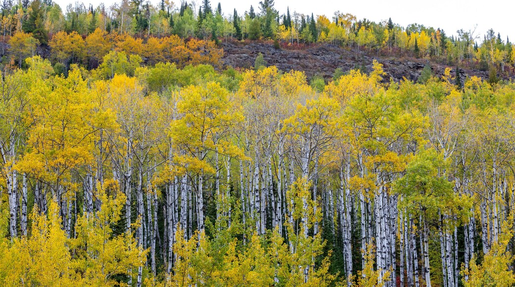 Brilliant fall colors erupt in autumn birch and aspen forest