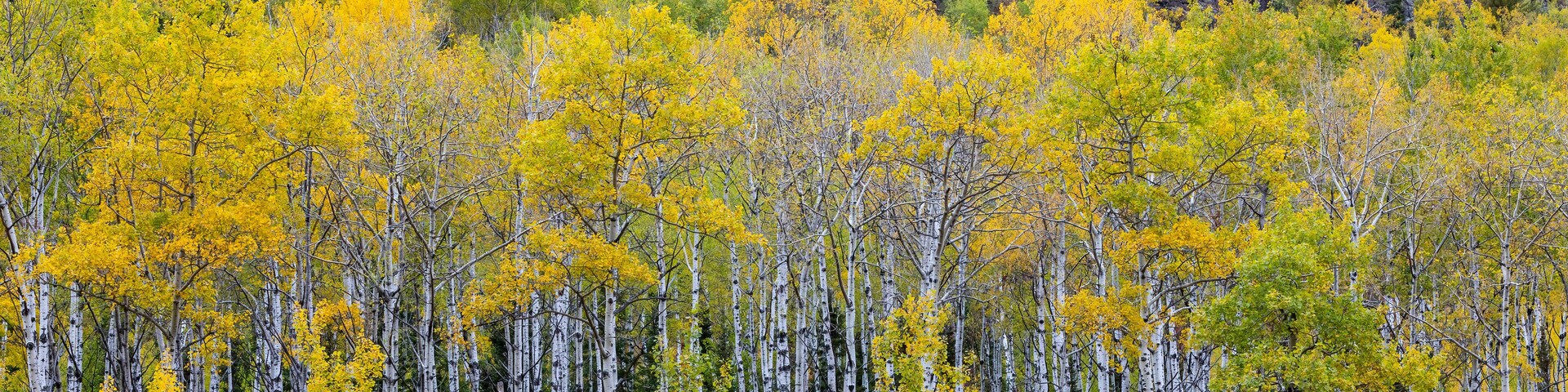 Brilliant fall colors erupt in autumn birch and aspen forest
