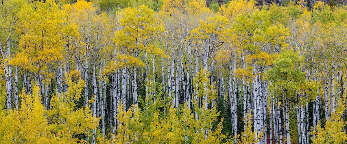 A forest with yellow and green trees, a rocky hill, and a clear sky.