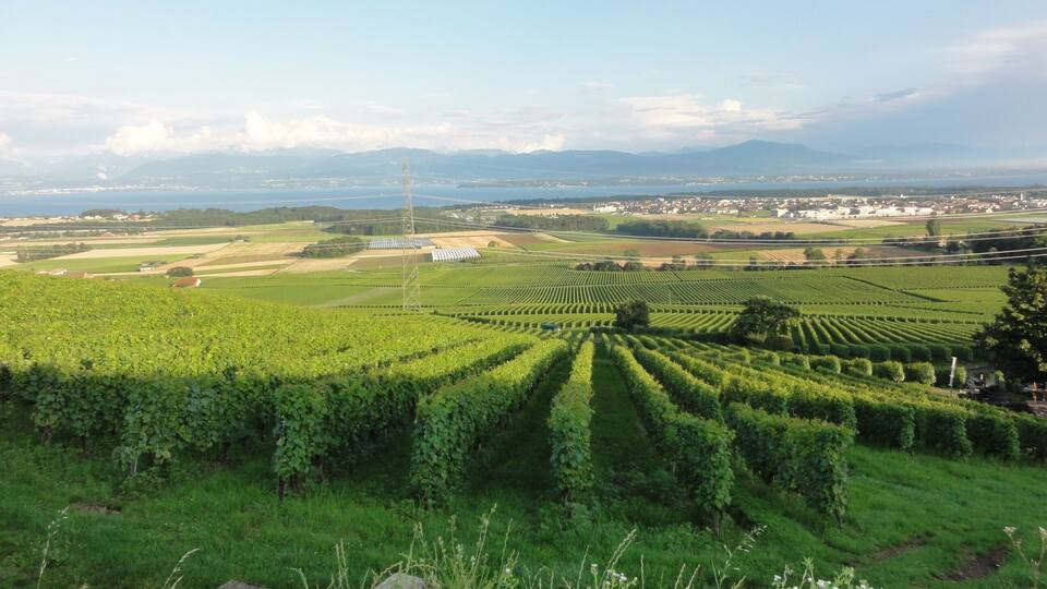 A vineyard with rows of grapevines and a distant view of a town and mountains.