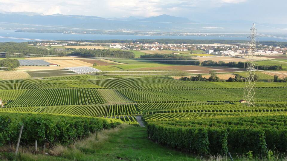 A vineyard with rows of grapevines, a power line tower, and distant mountains.