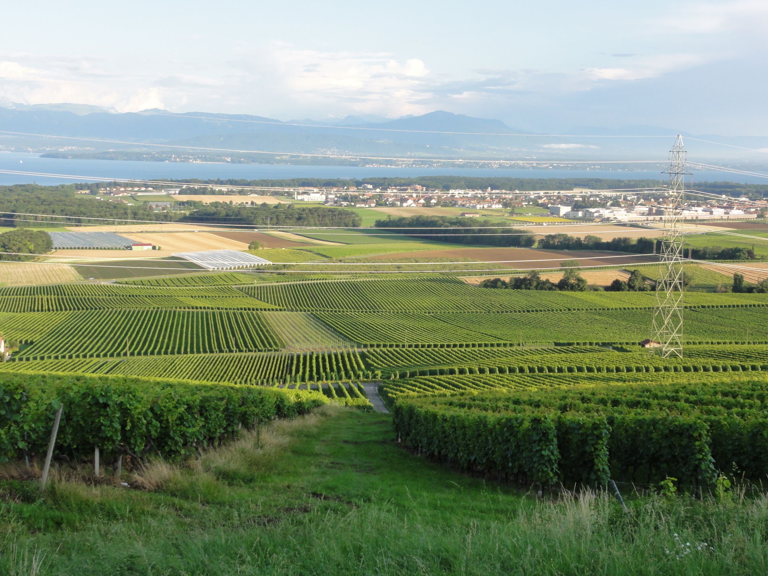 A vineyard with rows of grapevines, a power line tower, and distant mountains.