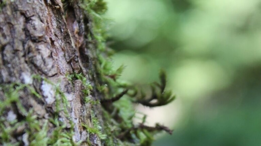 Woodland walk in spectacular forest
