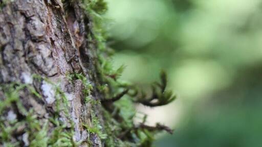 Woodland walk in spectacular forest