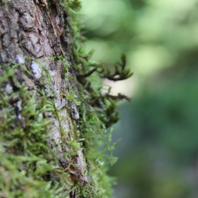 Woodland walk in spectacular forest