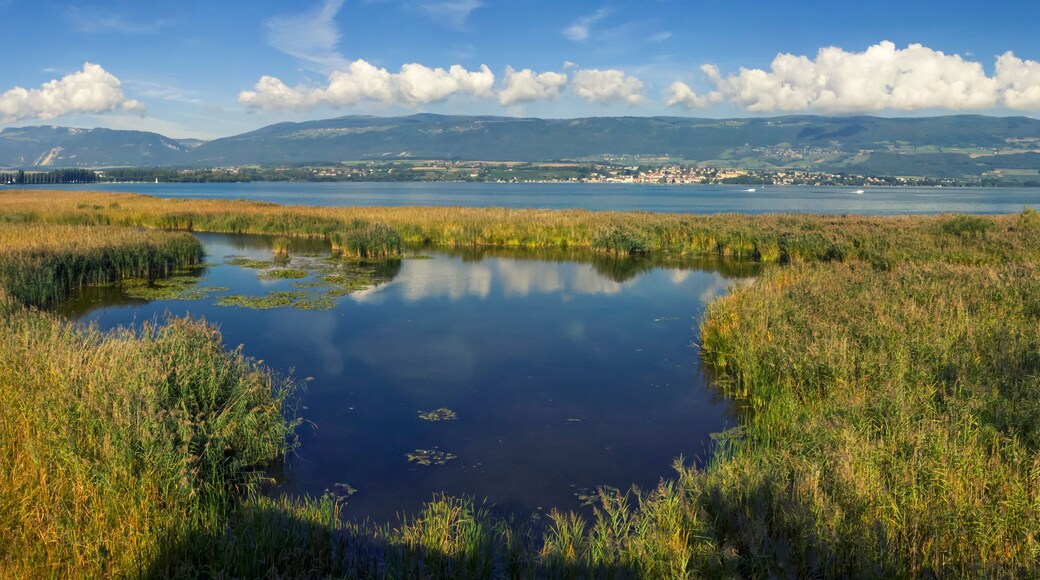 Grande Caricaie natural wildlife park, Neuchatel lake, Switzerland