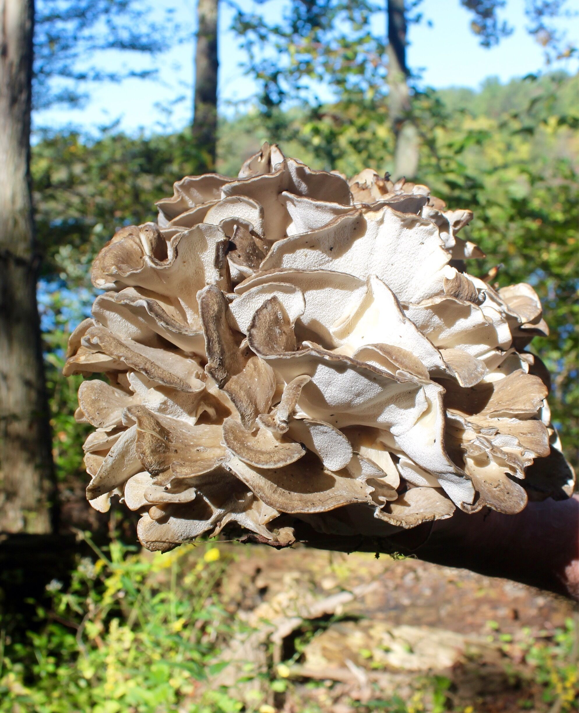Went for a walk early morning and saw this what i believe a Chicken Mushroom on side of the trail 💙 They are also edible if your curious 😊
