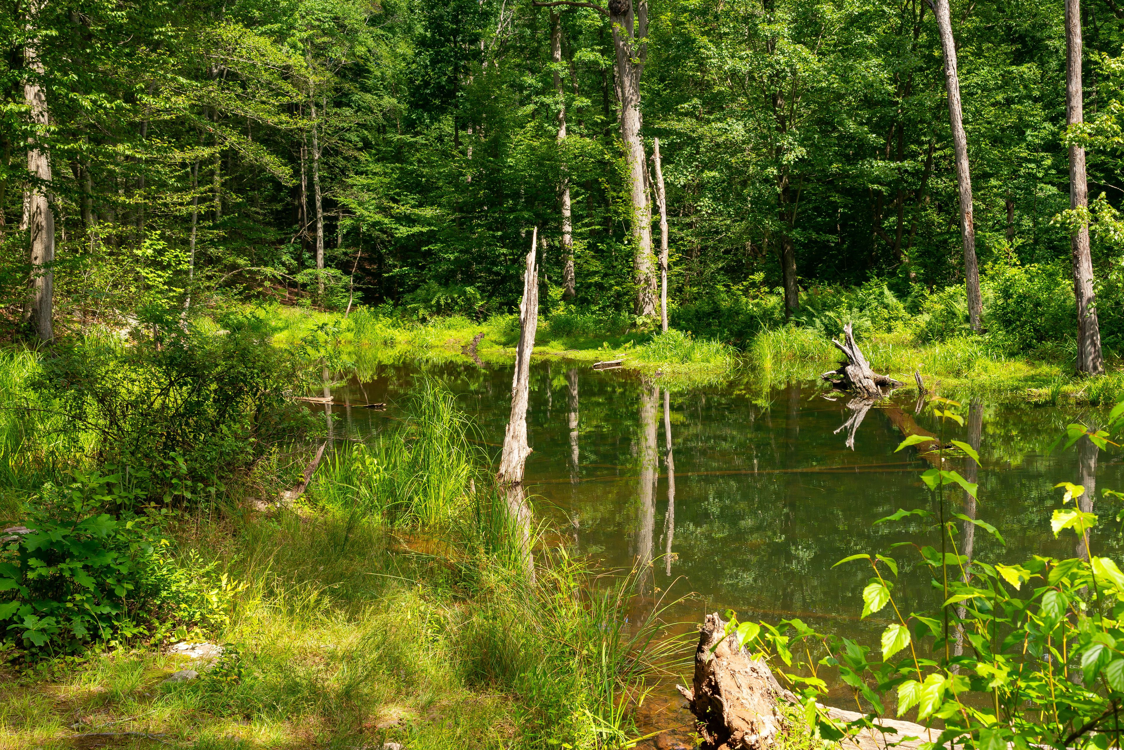 Parque Estadual de French Creek
