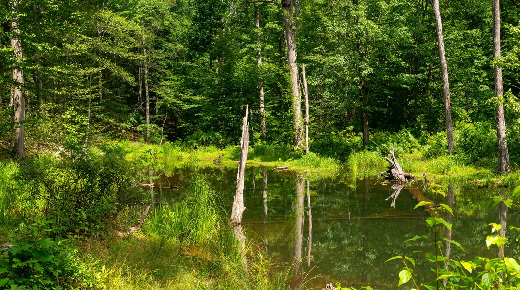 Hopewell Lake in French Creek State Park