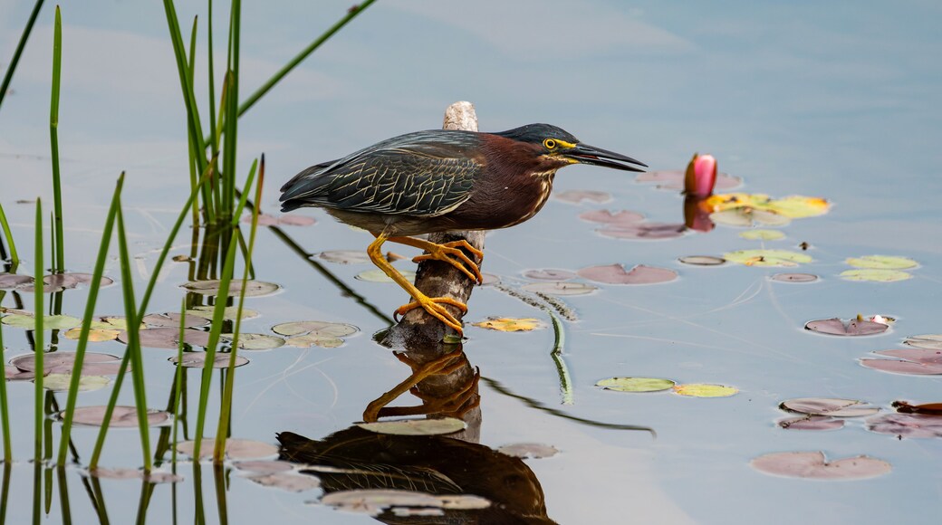 Green Heron patiently waiting for a fish, French Creek State Park, Pennsylvania