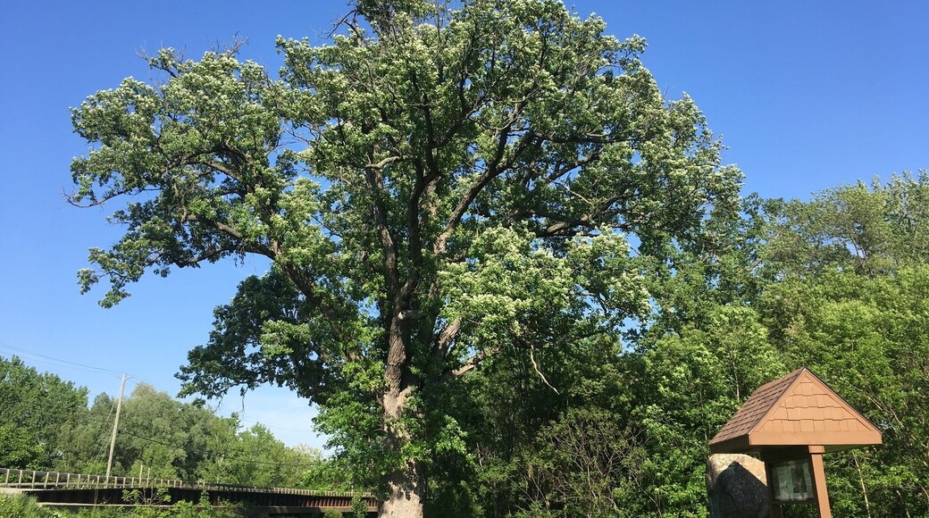 The “Torture Tree”. Read about it, it’s horrible.