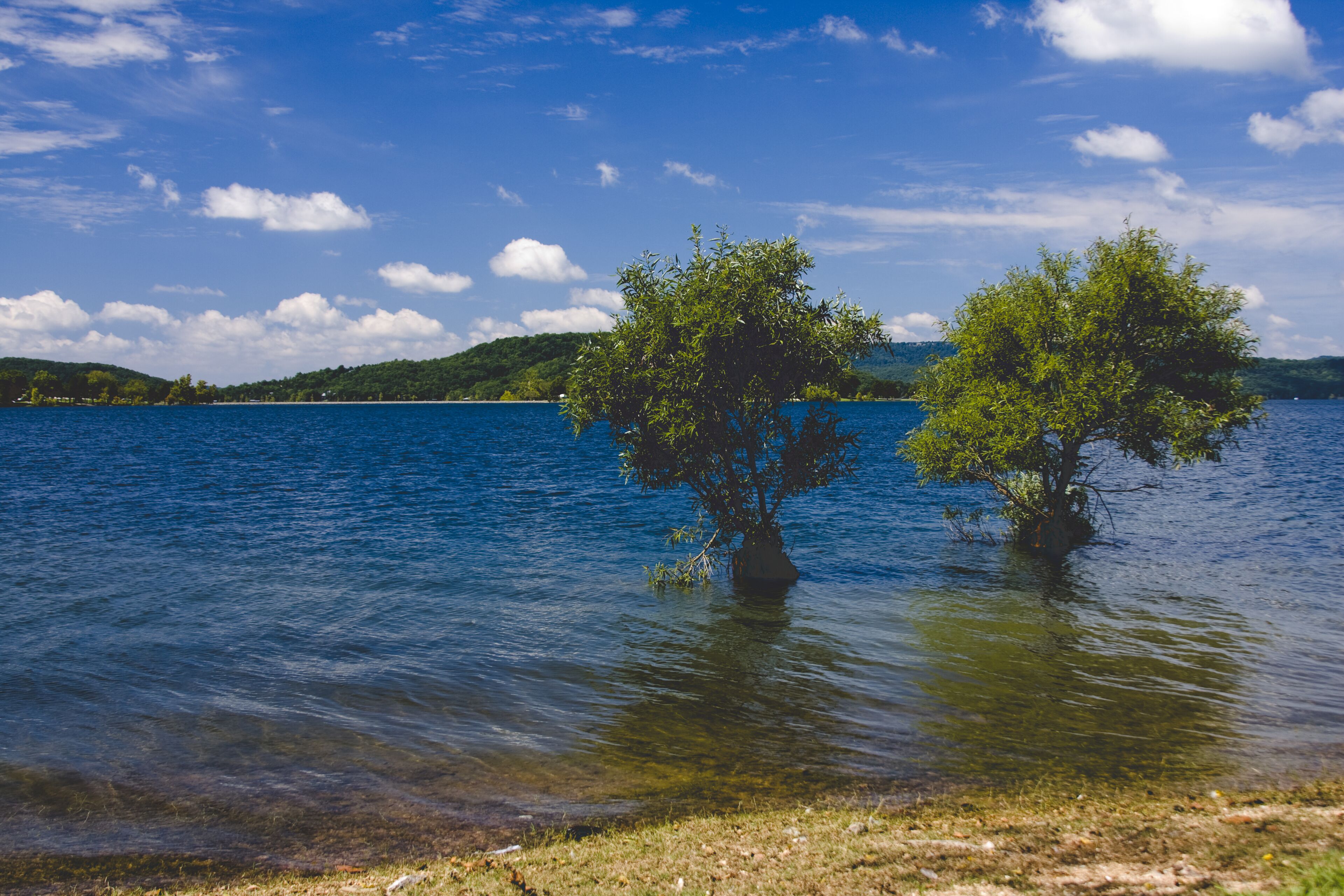 Trees in Beaver Lake Arkansas; Shutterstock ID 26008483; Purchase Order: -