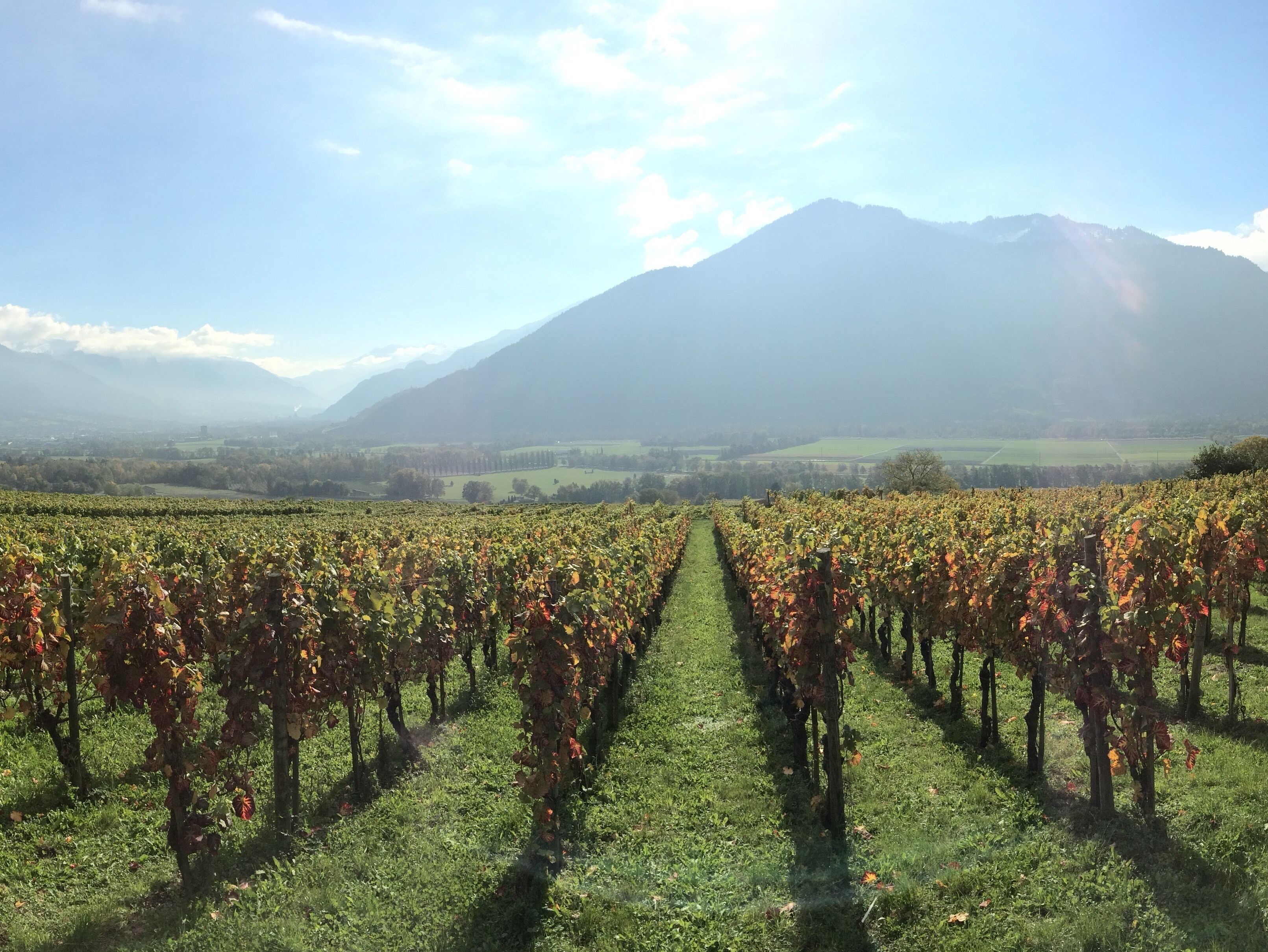 A vineyard with rows of grapevines extending towards a mountain range under a clear sky.