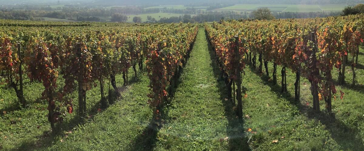 A vineyard with rows of grapevines extending towards a mountain range under a clear sky.