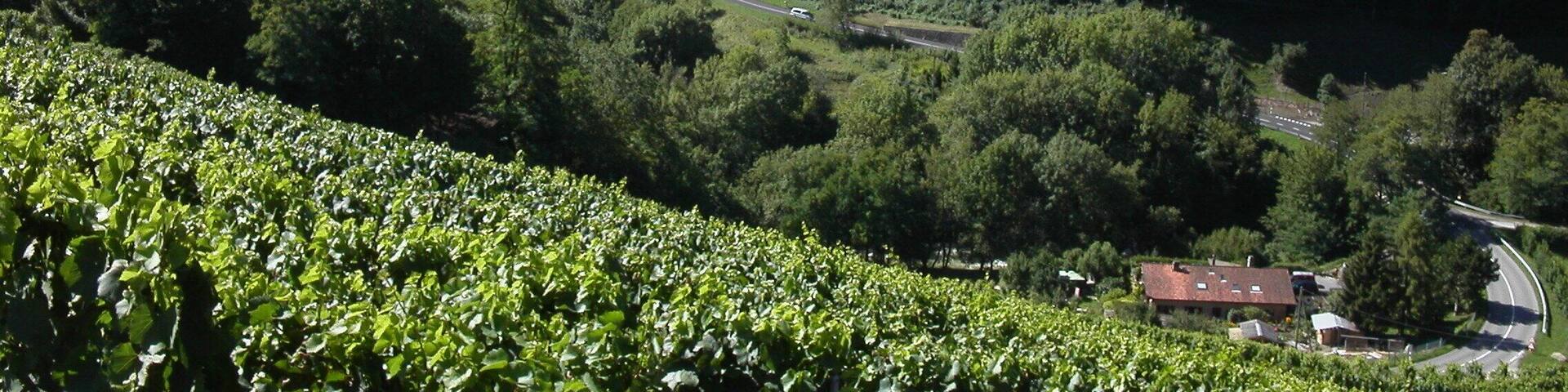 A vineyard, a winding road, and a town with a church tower in the background.