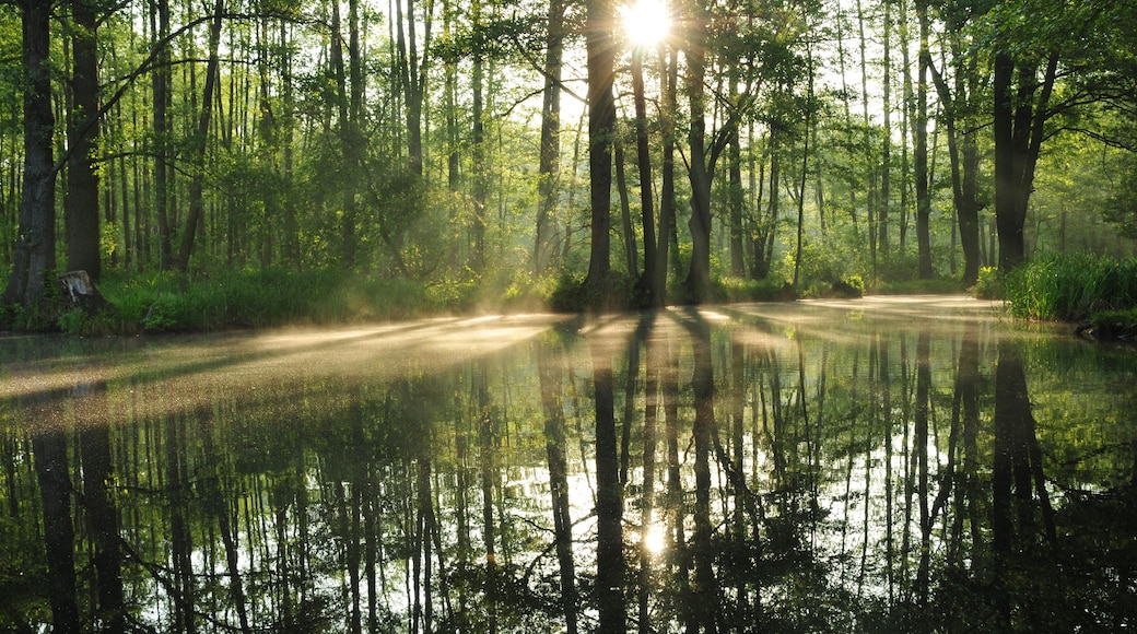A forest with tall trees and a calm water body reflecting the sunlight.
