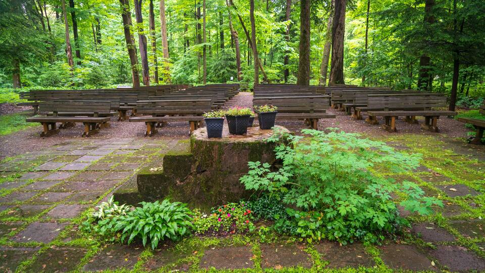 A forest clearing with wooden benches and potted plants.