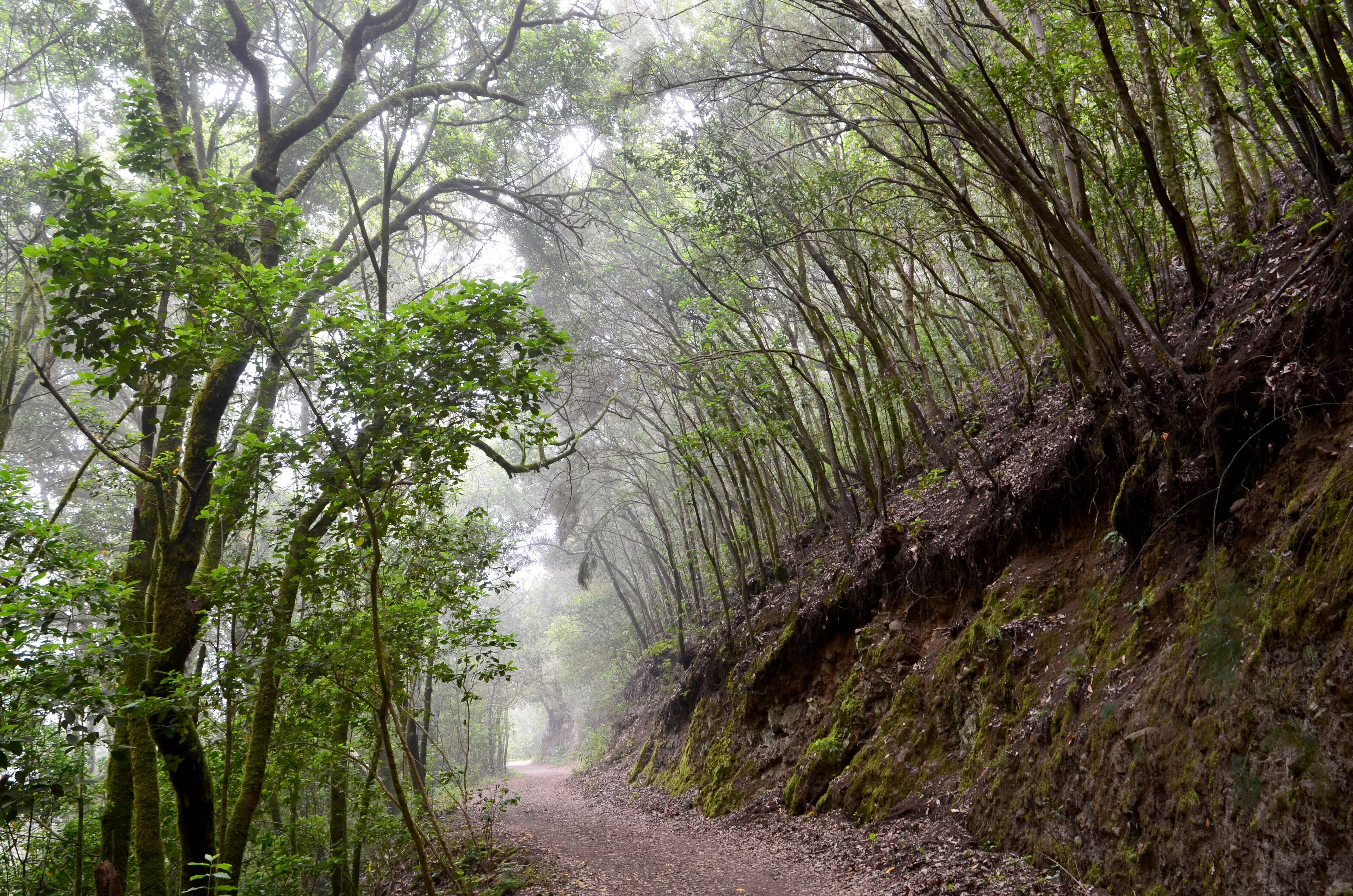 Foggy Laurel forest landscape. Laurisilva rainforest with old green mossed trees in Erjos,Tenerife, Canary Islands,Spain.