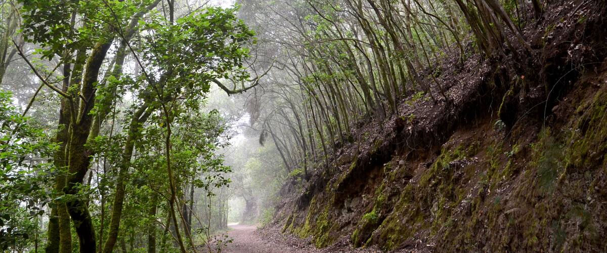 A forest path with dense trees and a misty atmosphere.