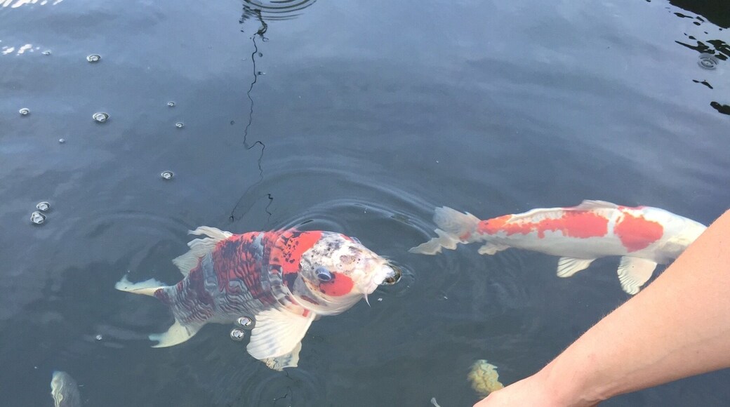 Its all about the fish!