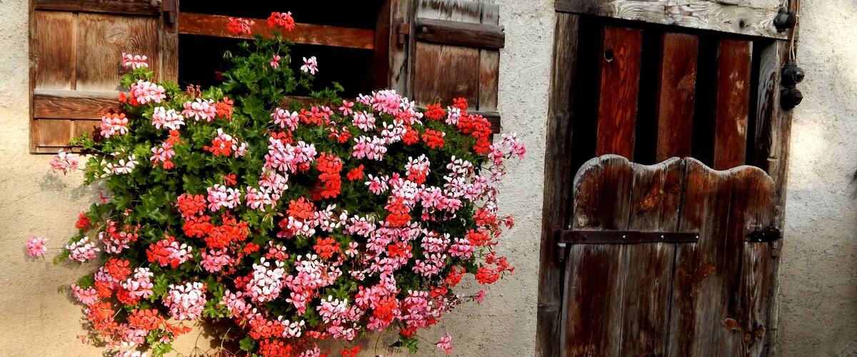 A rustic building with a wooden door and window shutters, adorned with a hanging flower basket.