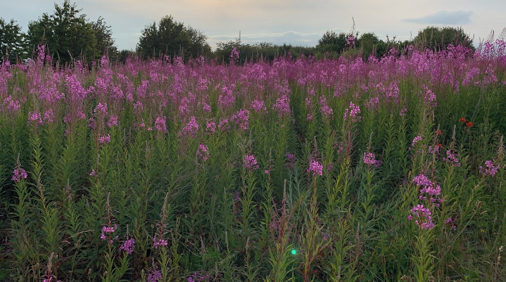A little bit of #nature in my backyard