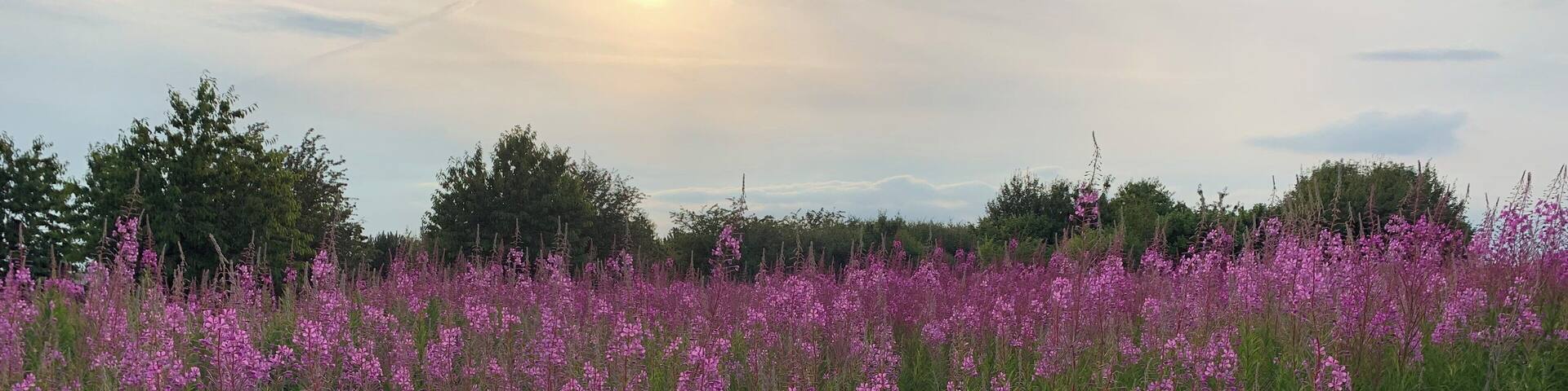 A little bit of #nature in my backyard