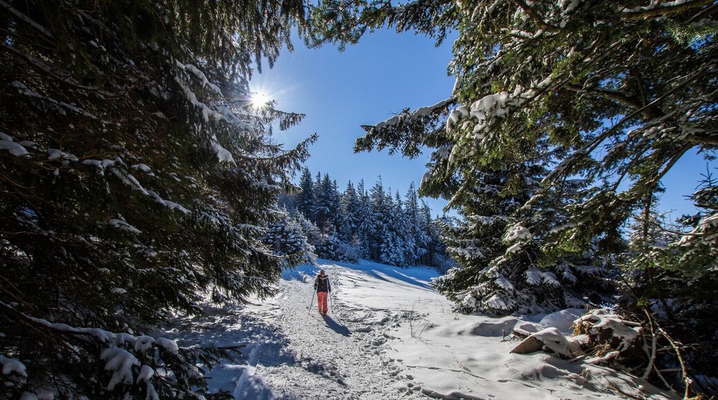 Rando raquette dans les Vosges