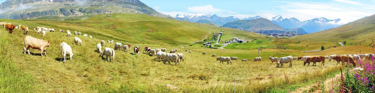 Pâturage à l' Alpe d' Huez