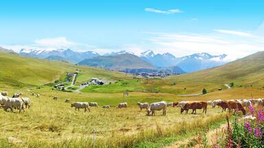 A herd of cattle grazing on a hillside with a mountain range in the background.