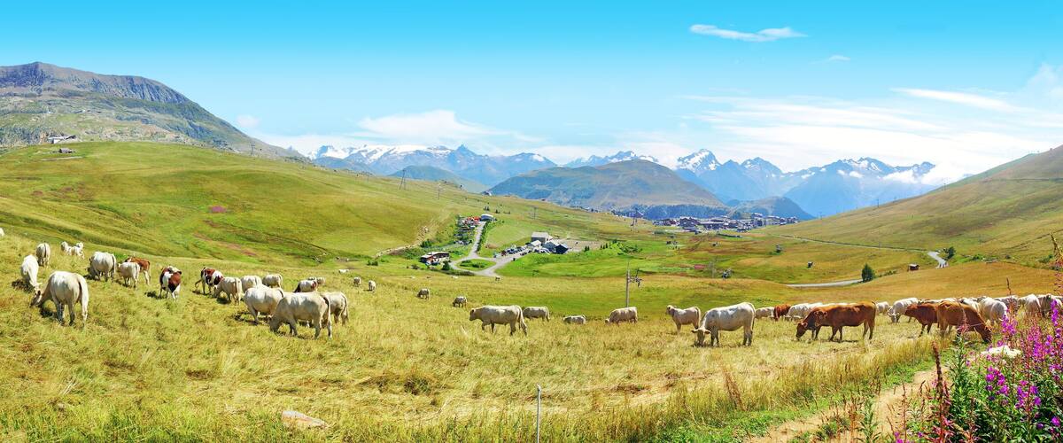 A herd of cattle grazing on a hillside with a mountain range in the background.