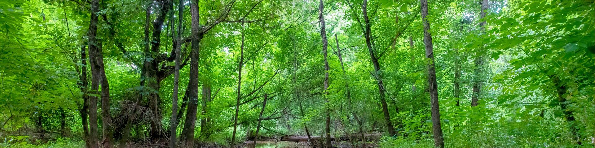 Four Mile Creek on the Four Mile Creek Greenway Trail, Charlotte, North Carolina