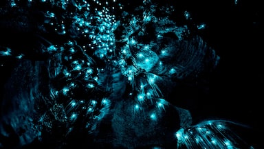 New Zealand Glowworms in Waipu Cave, Shutterstock ID 1037365315, Purchase Order: SP-1845, Order Number: SP-1845 ANZ-18140 WOTIF INSIDER BLOG, Client/Licensee: Wotif, Other: Manoj Rawat